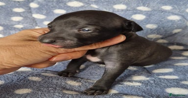 Italian Greyhound dogs - Advert 16