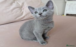 Russian Blue cats for sale: Pedigree TICA Registered kittens - Image 22