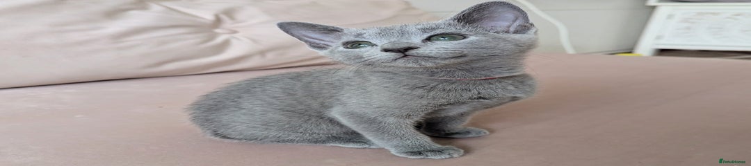 Russian Blue Kitten 3 Pink