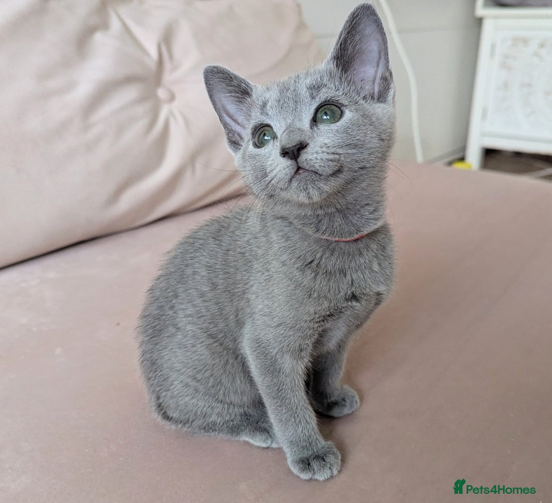 Russian Blue cats for sale: Pedigree TICA Registered kittens - Image 22