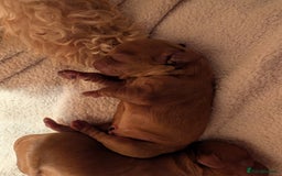 Cavapoo dogs for sale: Cavapoo Puppies  - Image 7