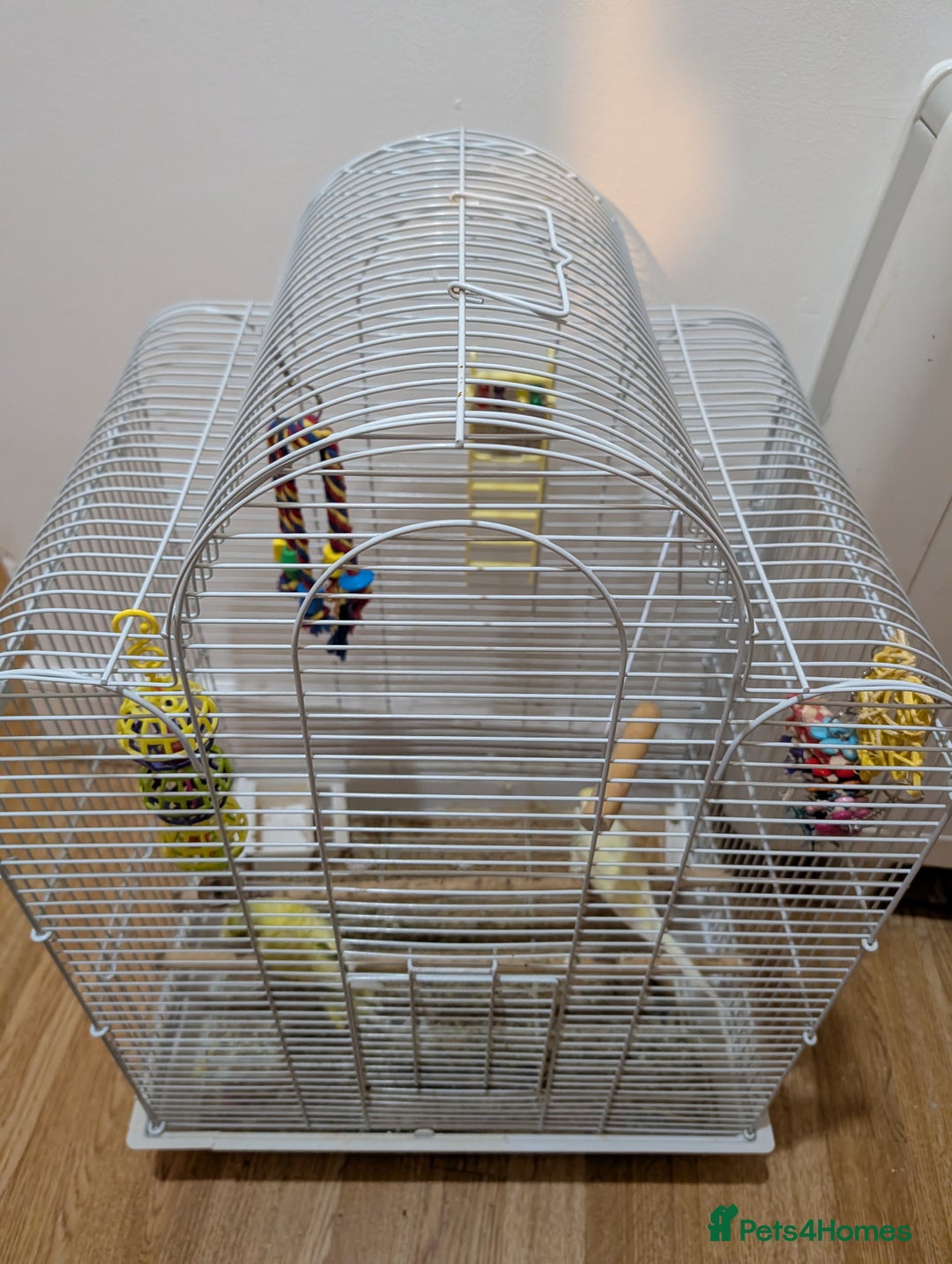 Budgerigars birds for sale: 2 Budgies with cage asap moving home  - Advert 4