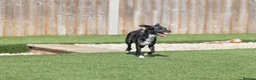 Mixed Breed dogs for adoption: Cat friendly Remy - Advert 12