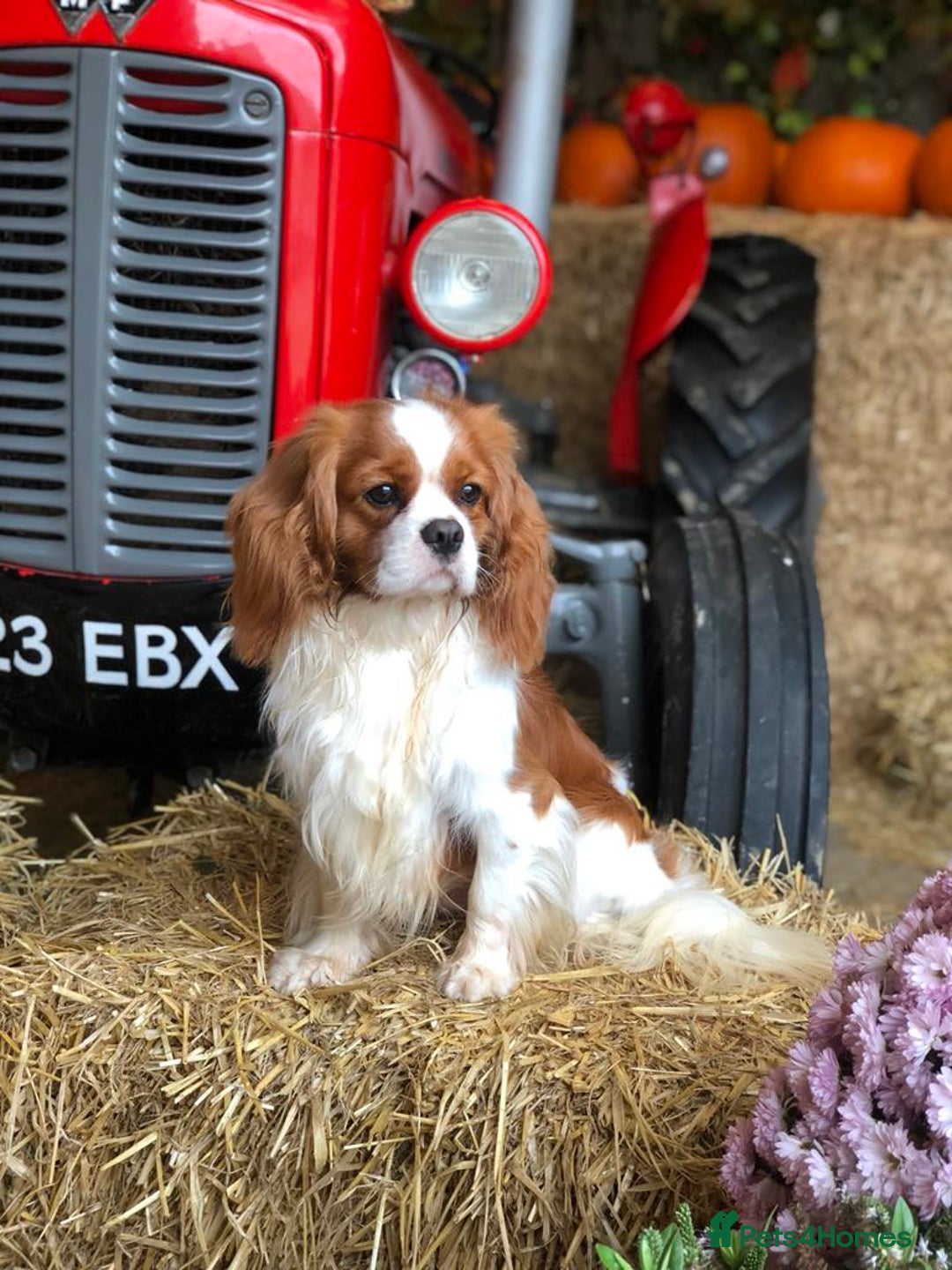 Cavalier King Charles Spaniel dogs for sale: Beautiful Blenheim Cavalier King Charles puppies - Image 23