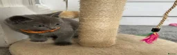 Russian Blue cats for sale: Russian Blue kittens  - Advert 30