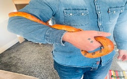Corn Snake reptiles for sale: Corn Snake for Sale  - Image 2