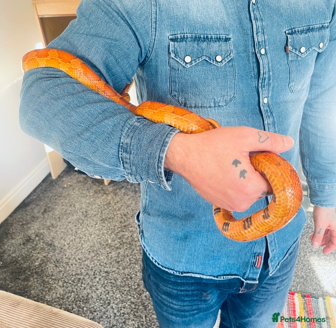 Corn Snake reptiles for sale: Corn Snake for Sale  - Image 2