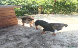 Mixed Breed dogs for adoption: Pepper - Norwich Norfolk  - Image 7
