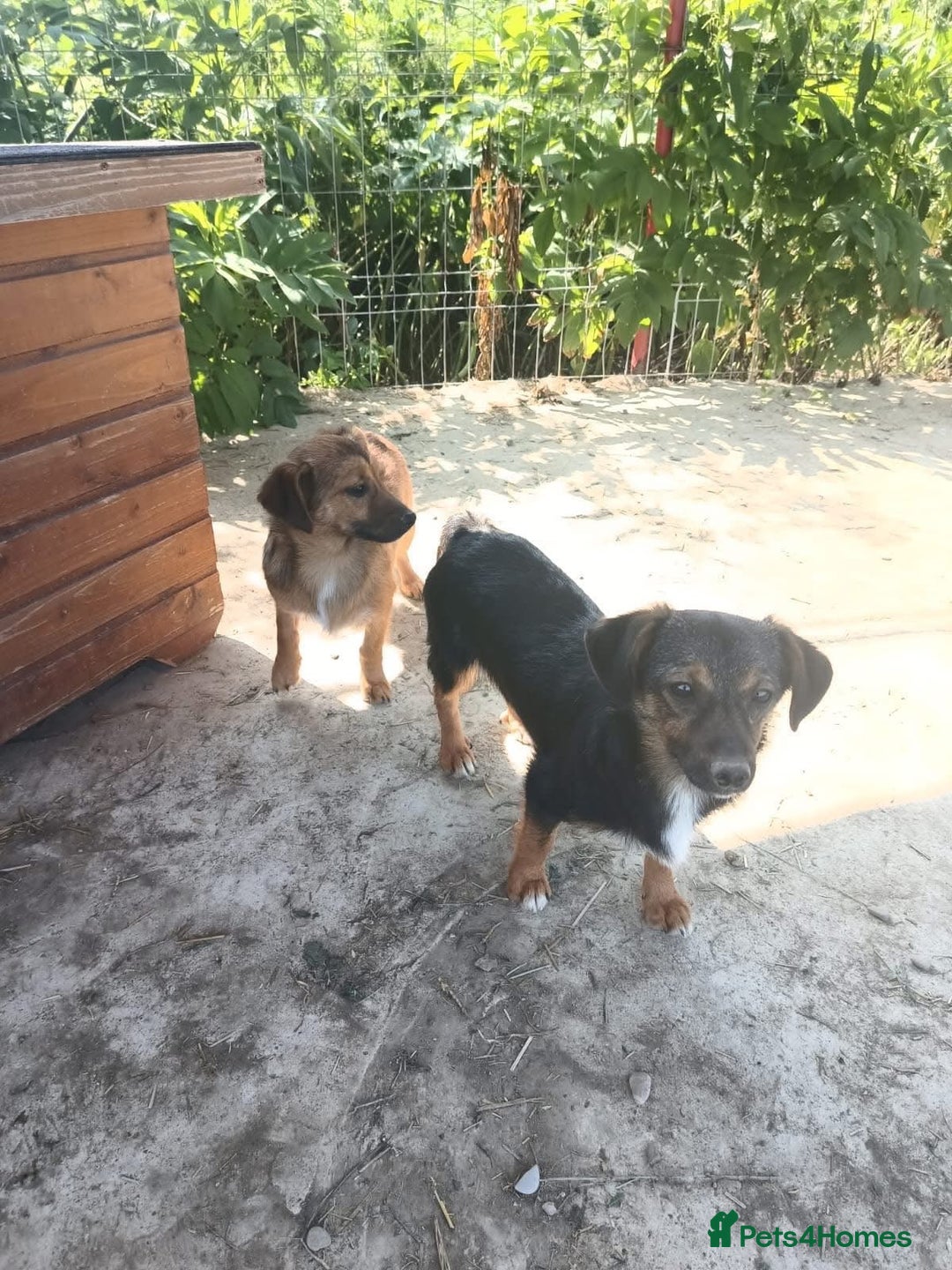 Mixed Breed dogs for adoption: Pepper - Norwich Norfolk  - Image 7