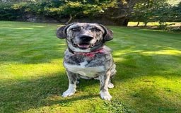 Mixed Breed dogs for adoption: Judie is searching for her forever home  - Image 1