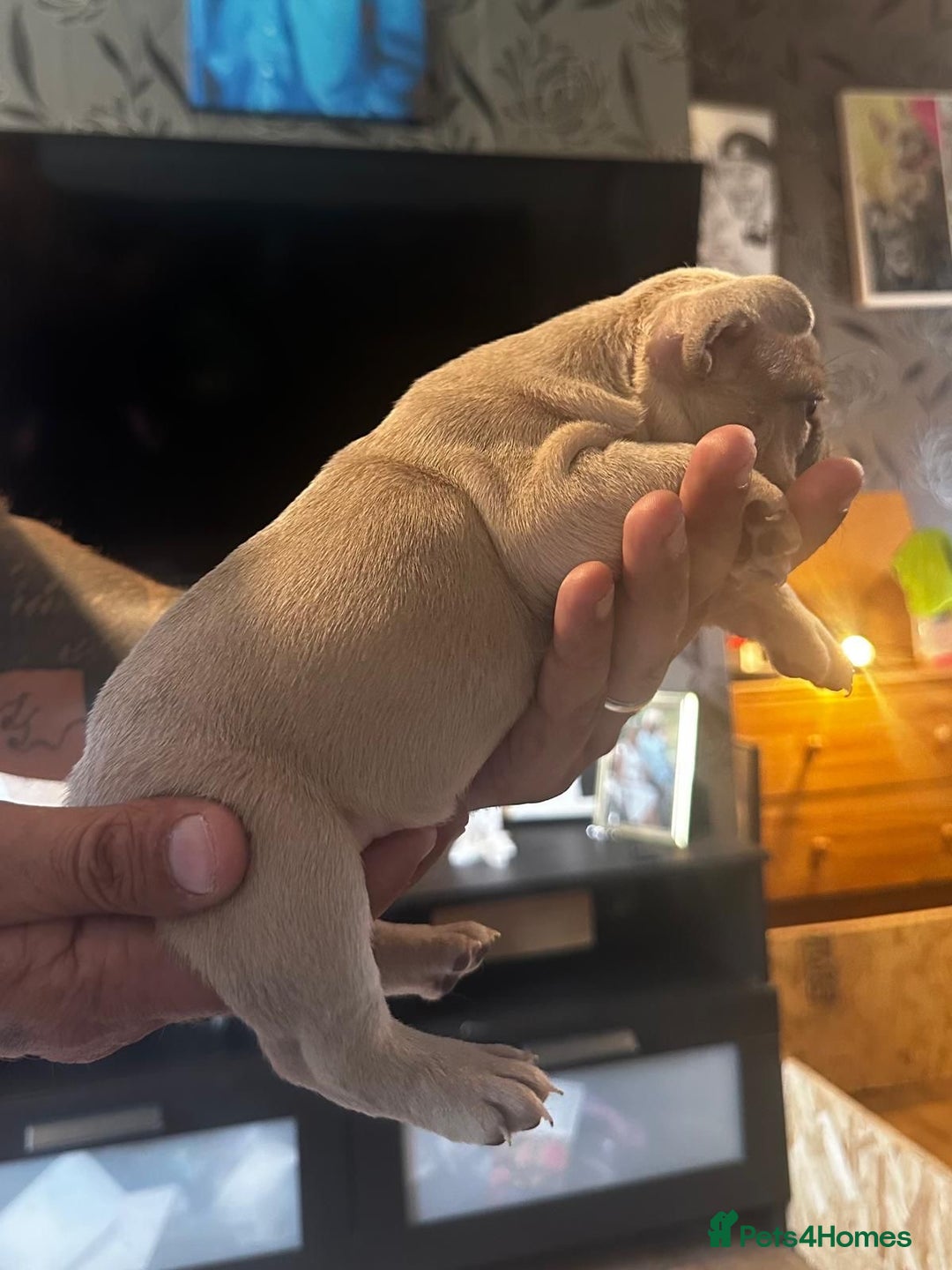 French Bulldog dogs for sale: 2 x French Bulldog Puppies (1 Boy & 1 Girl) - Image 3