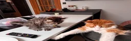 Mixed Breed cats for sale: Maincoon x in Aberdeen - Advert 4