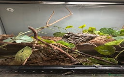 Frog reptiles for sale: 2 X Mossy Frogs and Set Up for sale - Image 2