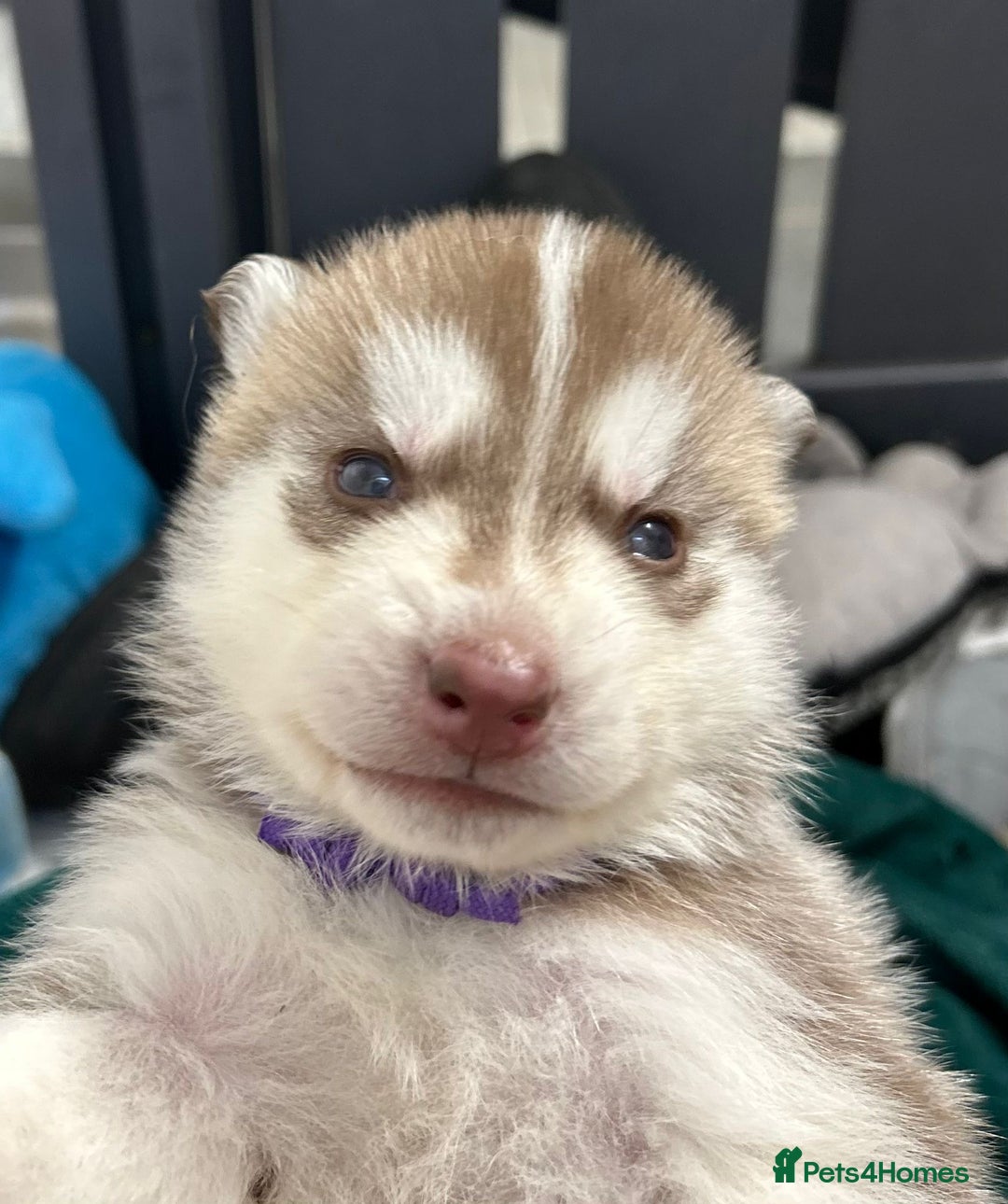 Siberian Husky dogs for sale: KC Lovingly Raised Siberian Husky Puppies - Image 2