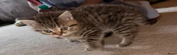 Persian cats for sale: READY TO LEAVE - OFFERS CONSIDERED  in Telford - Advert 11