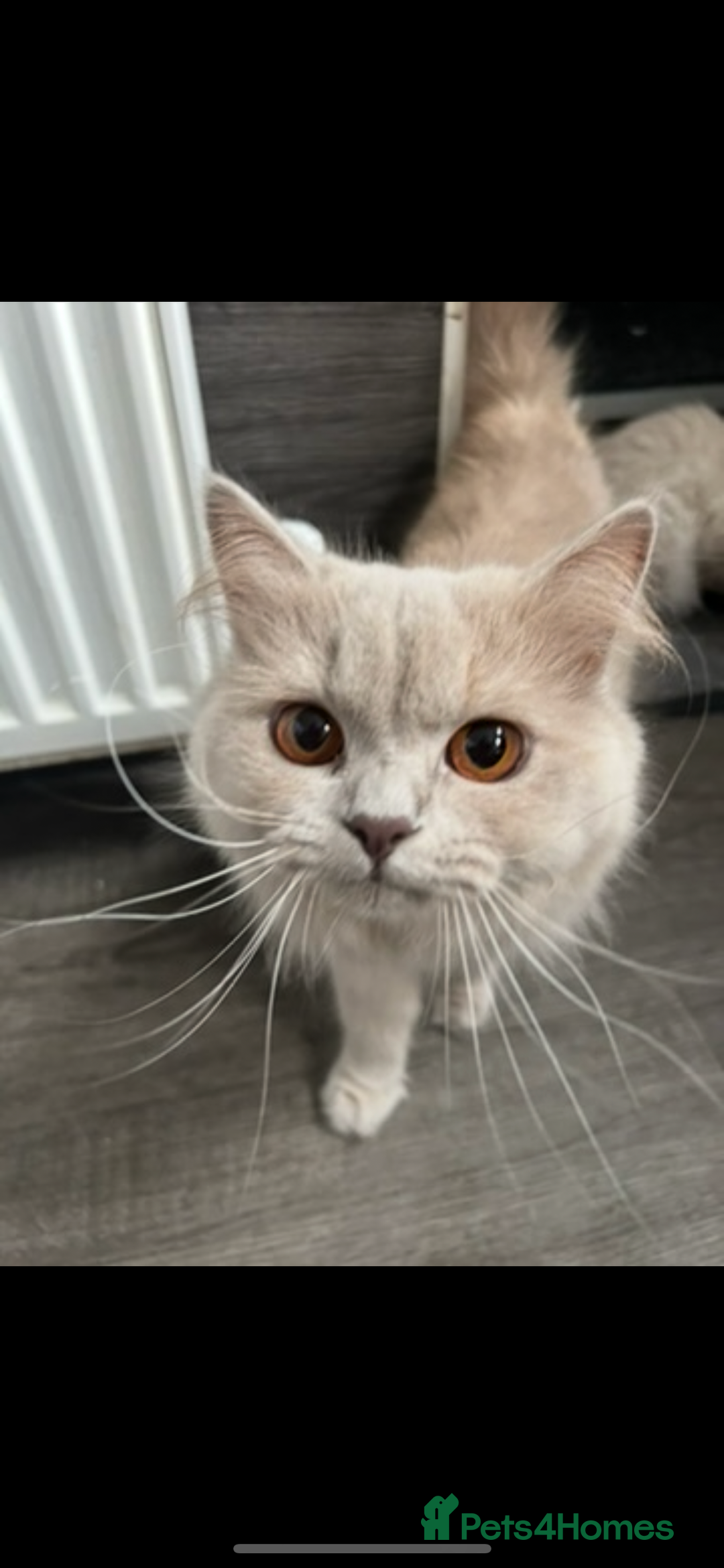 Mixed Breed cats for sale: Ragdoll cross British long hair kittens  - Image 20