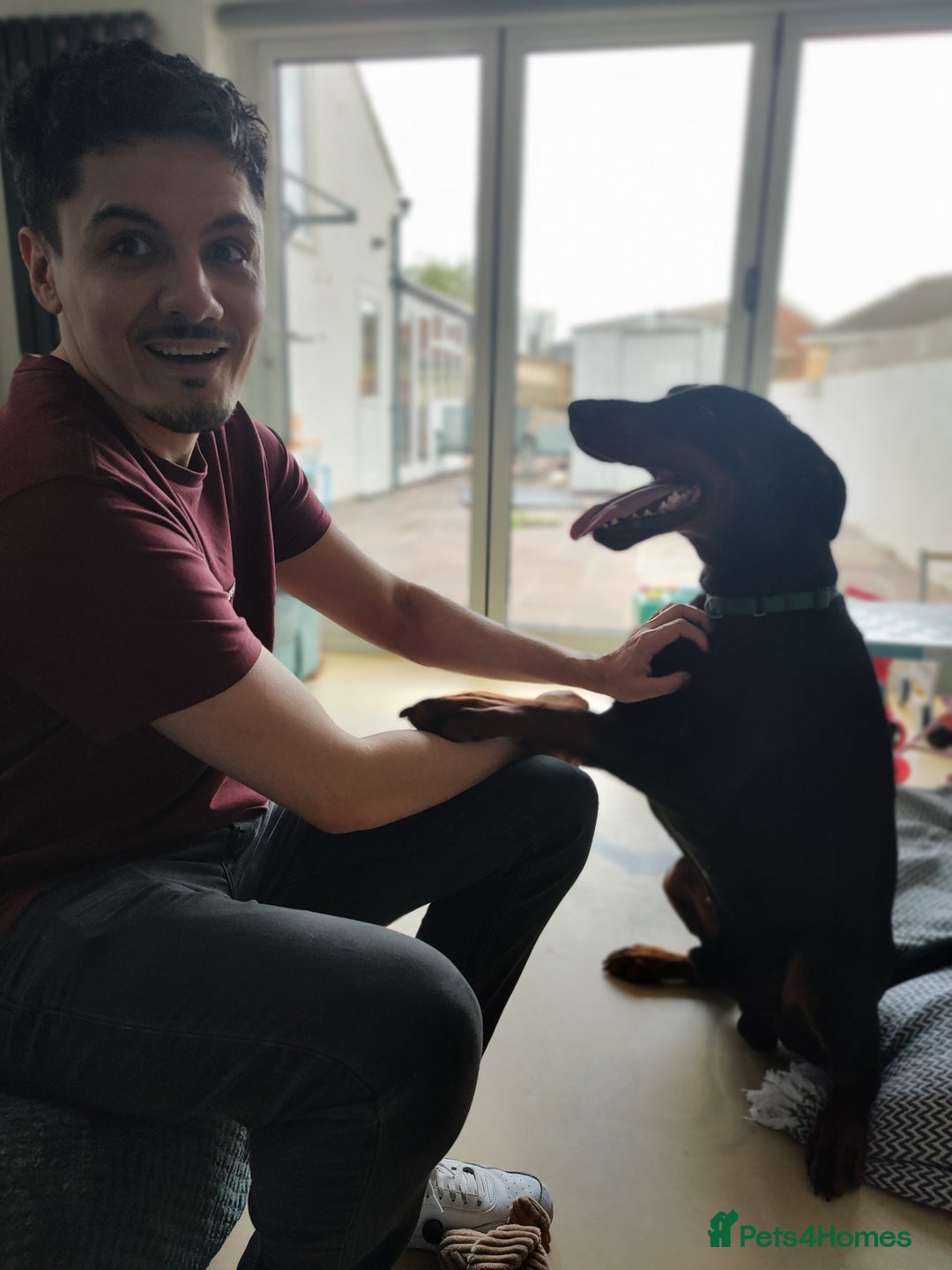 Dobermann dogs for sale: 4 year old Male Doberman looking for forever home - Image 17