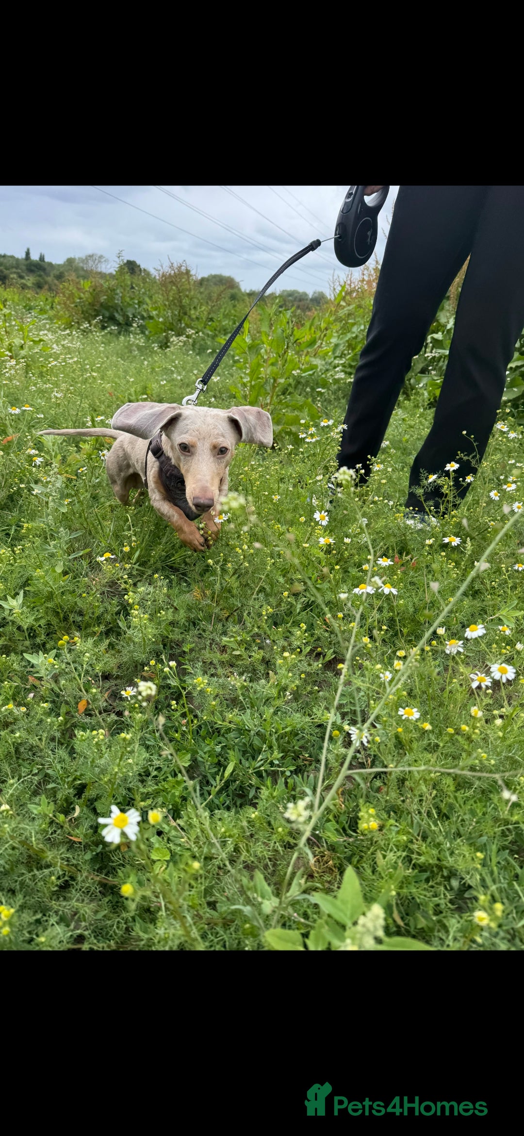 Dachshund dogs for stud: True Miniature Isabella Daple Boy in Burton-on-Trent - Image 3