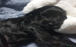 Jackapoo dogs for sale: Beautiful Jackapoo x Asian Toy poodle F1B - Image 10