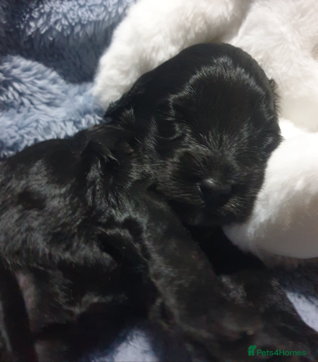 Jackapoo dogs for sale: Beautiful Jackapoo x Asian Toy poodle F1B - Image 10