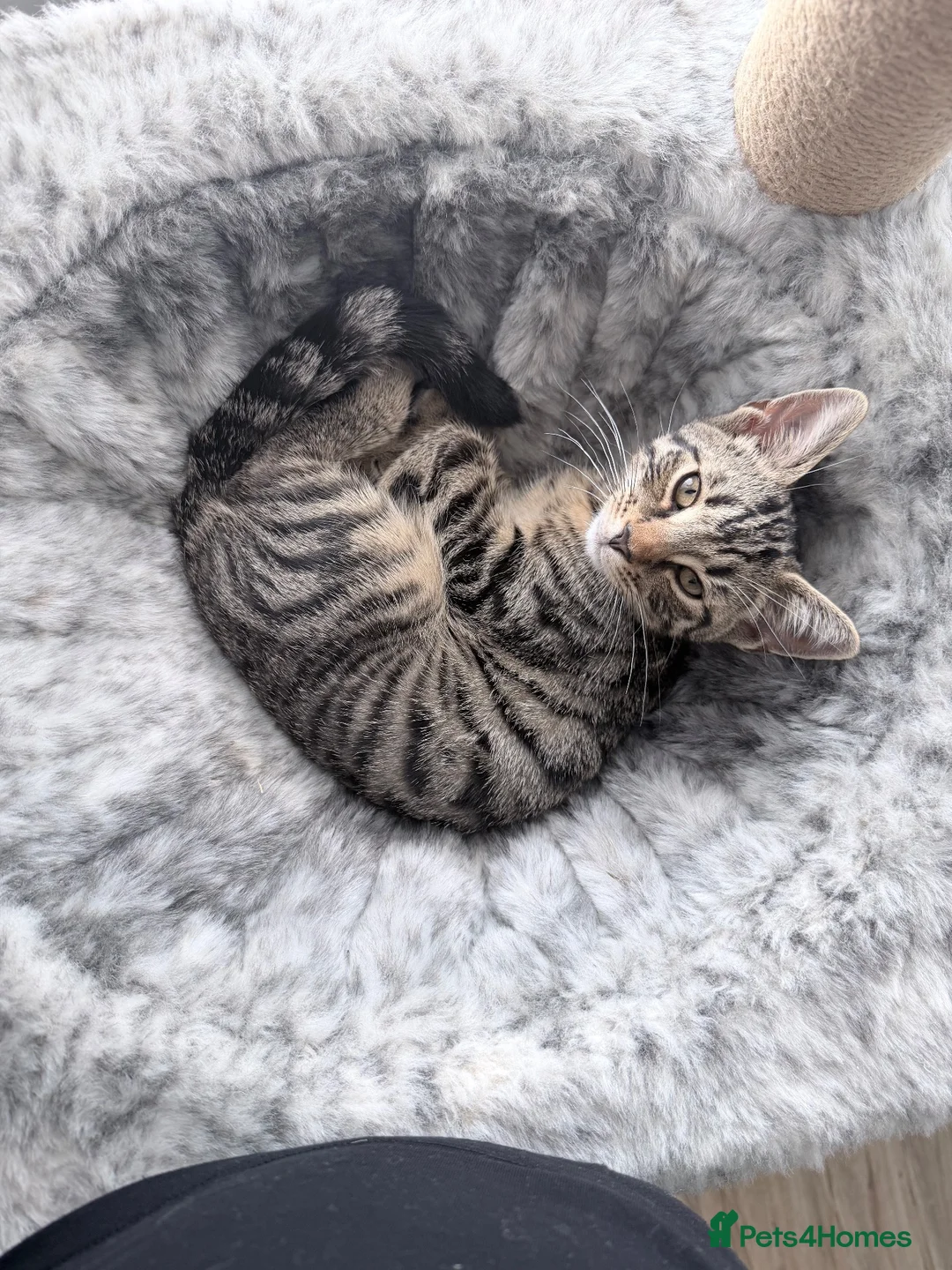 Mixed Breed cats for sale: kitten for sale  - Advert 1