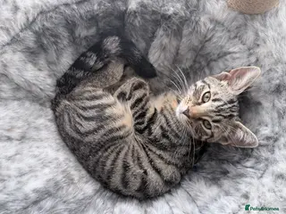 Mixed Breed cats kitten for sale - Advert 1