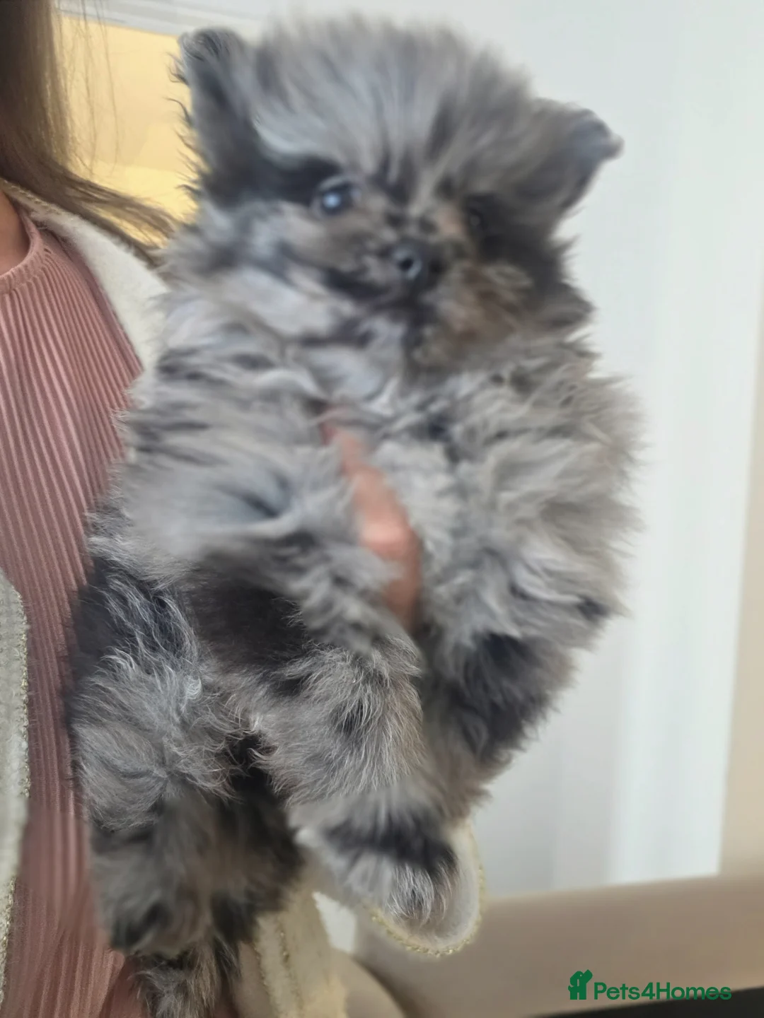 Pomeranian dogs for sale: Our beautiful litter of rainbow poms  - Advert 2