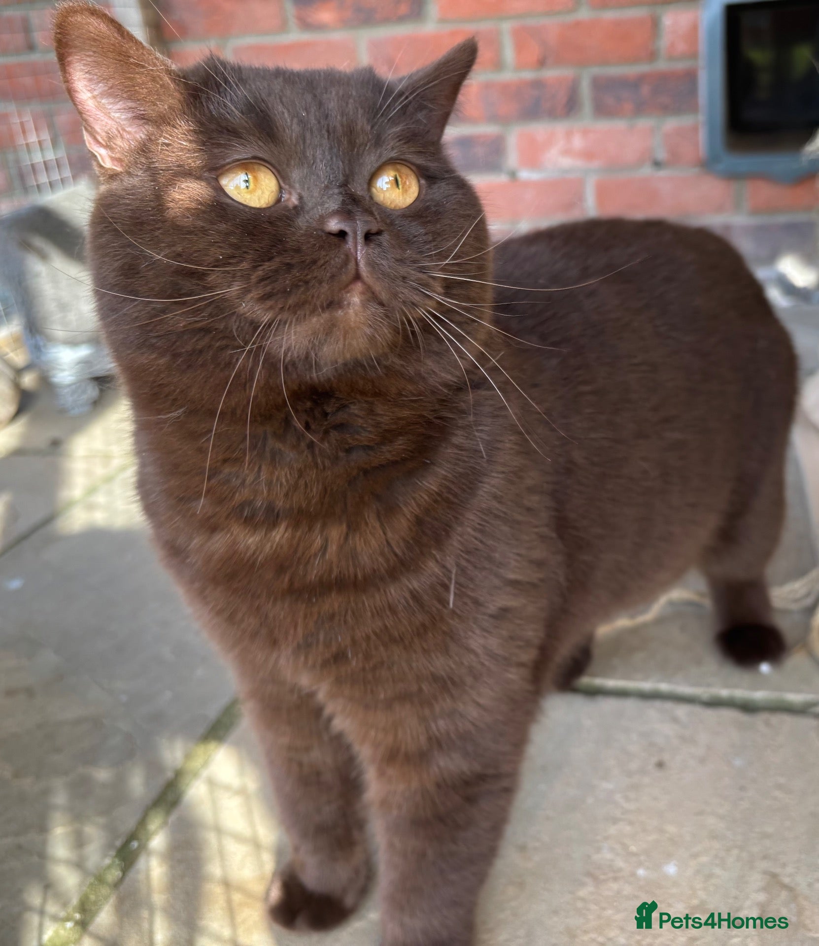 British Shorthair cats Gorgeous GCCF/TICA Chocolate Male for STUD ONLY  - Advert 15