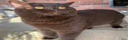 British Shorthair cats for stud: Gorgeous GCCF/TICA Chocolate Male for STUD ONLY  - Advert 1