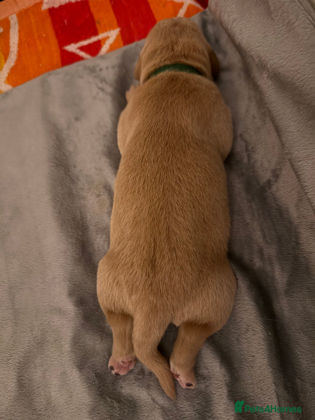 Labrador Retriever dogs for sale: Fox red labradors available now  - Advert 27