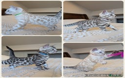 Bengal cats for sale: 🤍🩶🖤 Beautiful Bengal Kittens 🖤🩶🤍 - Image 1