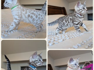 Bengal cats 🤍🩶🖤 Beautiful Bengal Kittens 🖤🩶🤍 - Advert 7