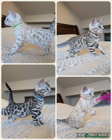 Bengal cats - Advert 1