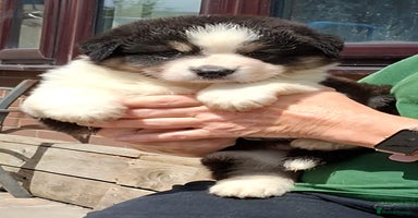 Australian Shepherd dogs - Advert 1