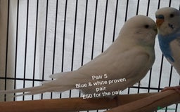 Budgerigars birds for sale: Budgies - babies, adults & breeding pairs - Image 6