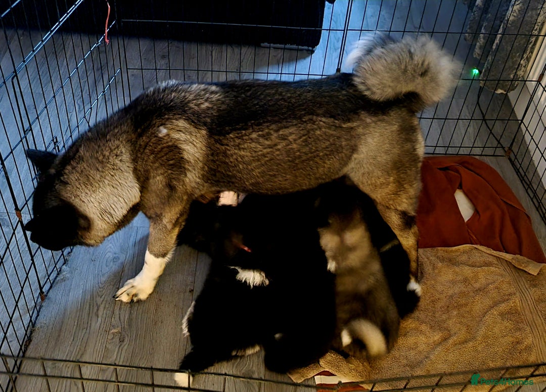 Akita dogs for sale: Akita pups - Advert 10