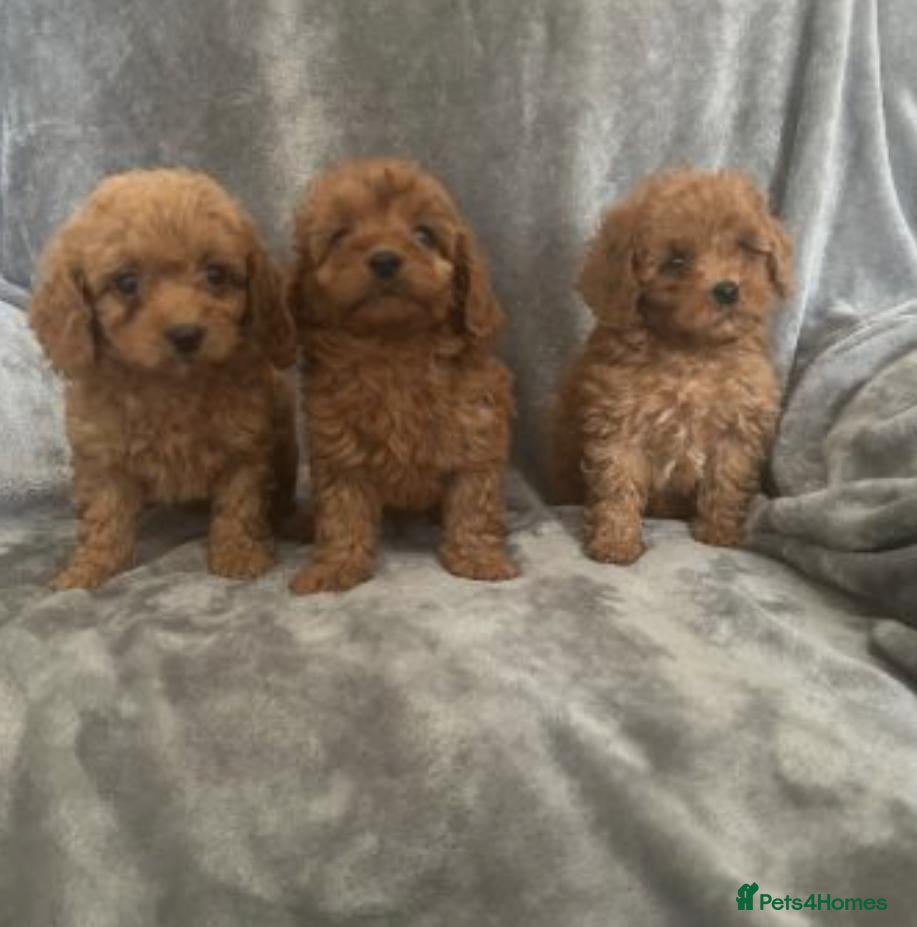 Cavapoo dogs Stunning Red cavapoo puppies - Advert 1