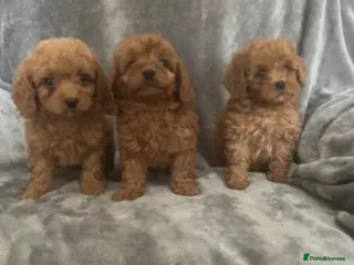 Cavapoo dogs Stunning Red cavapoo puppies - Advert 2