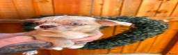 Chihuahua dogs for sale: 🐾 REDUCED🐾 4 pups left 🐾Merle Chihuahua Puppies - Advert 14