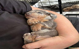 Miniature Dachshund dogs for sale: 4 beautiful miniature dachshunds 4 weeks old - Image 11