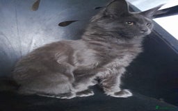 Maine Coon cats for sale: TICA 3 pedigree 3 girls 1 boy blue smoke/tabby - Image 10