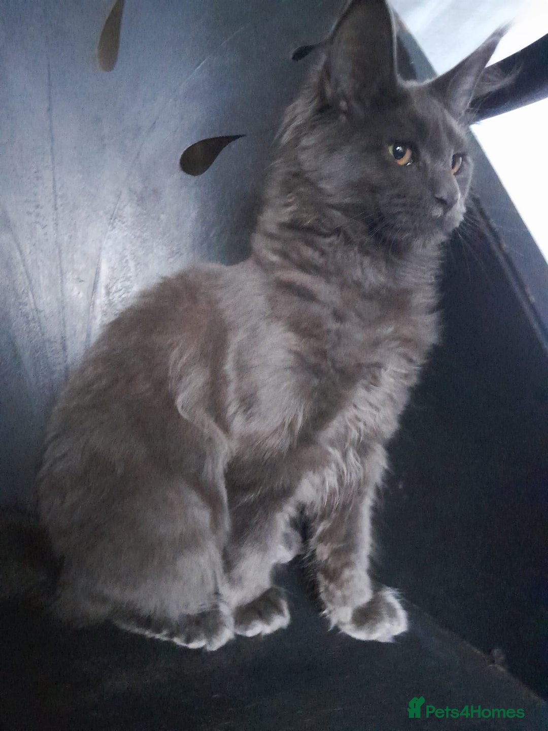 Maine Coon cats for sale: TICA 3 pedigree 3 girls 1 boy blue smoke/tabby - Image 10