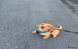 Labrador Retriever dogs for sale: Bea fox red Labrador  - Image 4