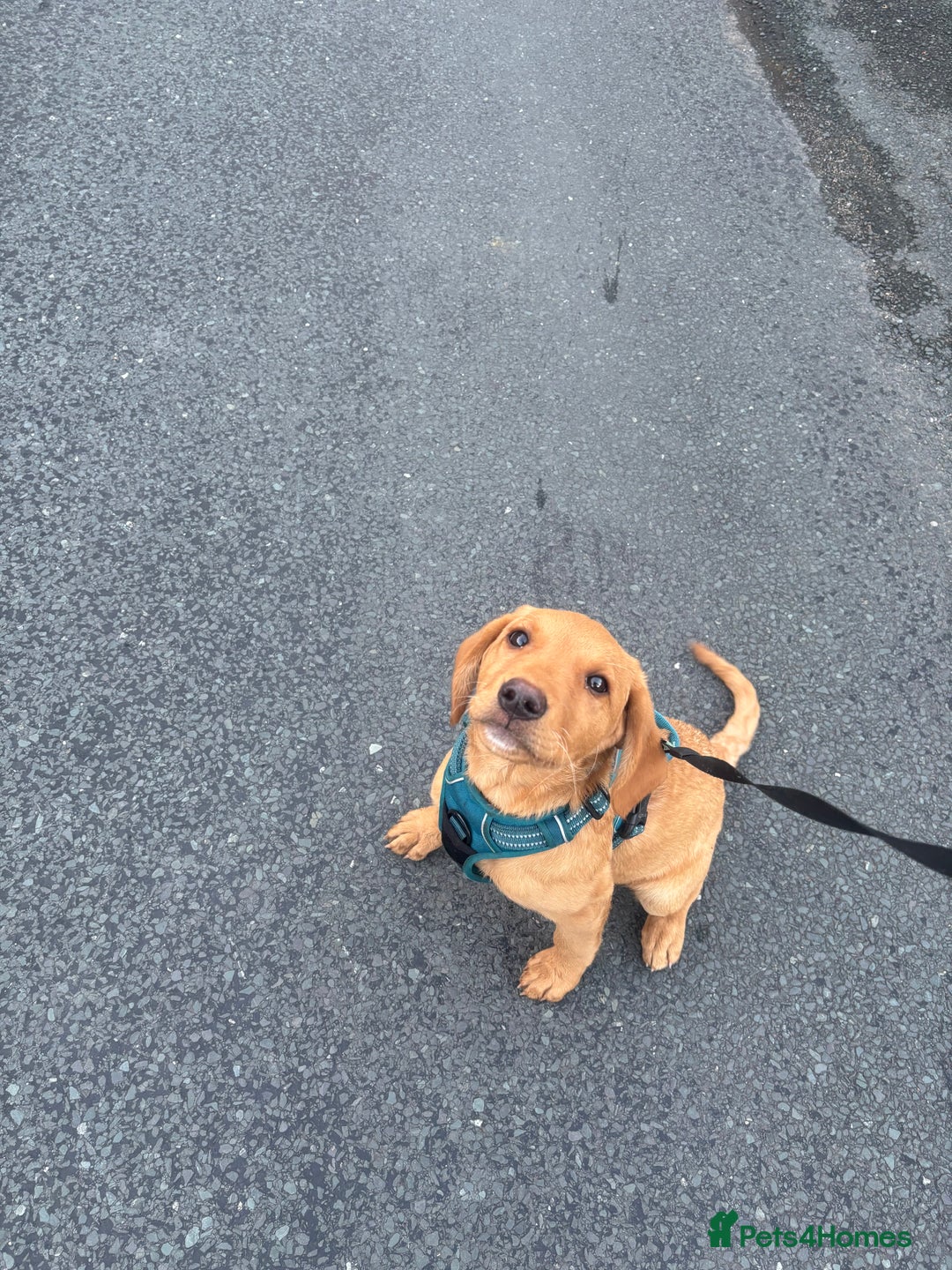 Labrador Retriever dogs for sale: Bea fox red Labrador  - Image 4