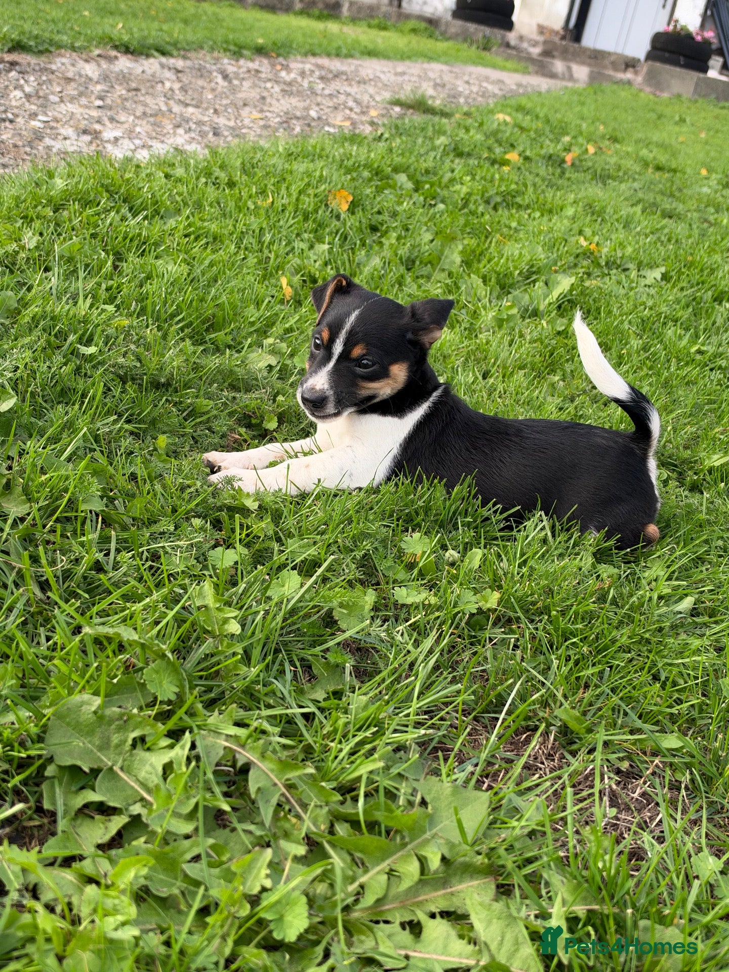 Jack Russell dogs Jack Russell pups for sale - Advert 13