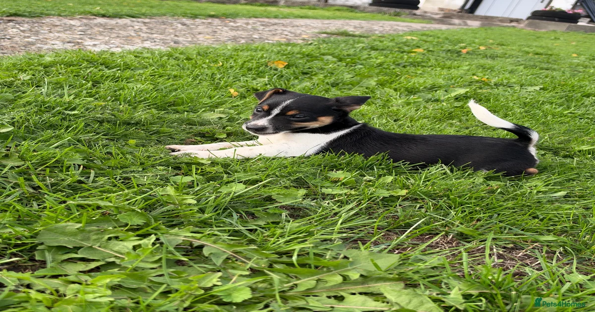 Jack Russel Terrier Puppies for sale in Wales | Pets4Homes