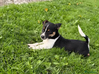 Jack Russell dogs Jack Russell pups for sale - Advert 13