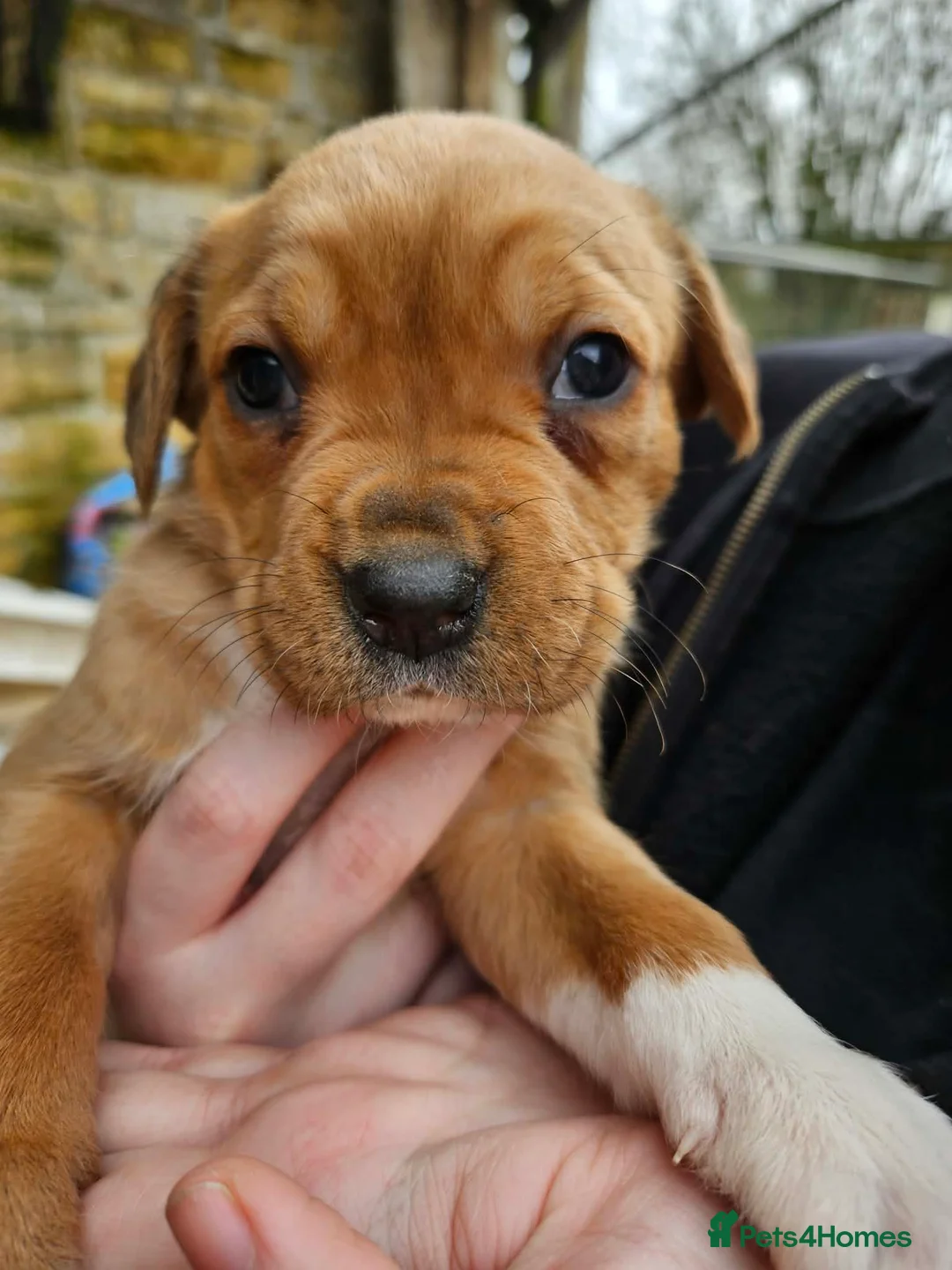 Mixed Breed dogs for sale: Mixed breed boxweilers in Yeovil - Advert 17