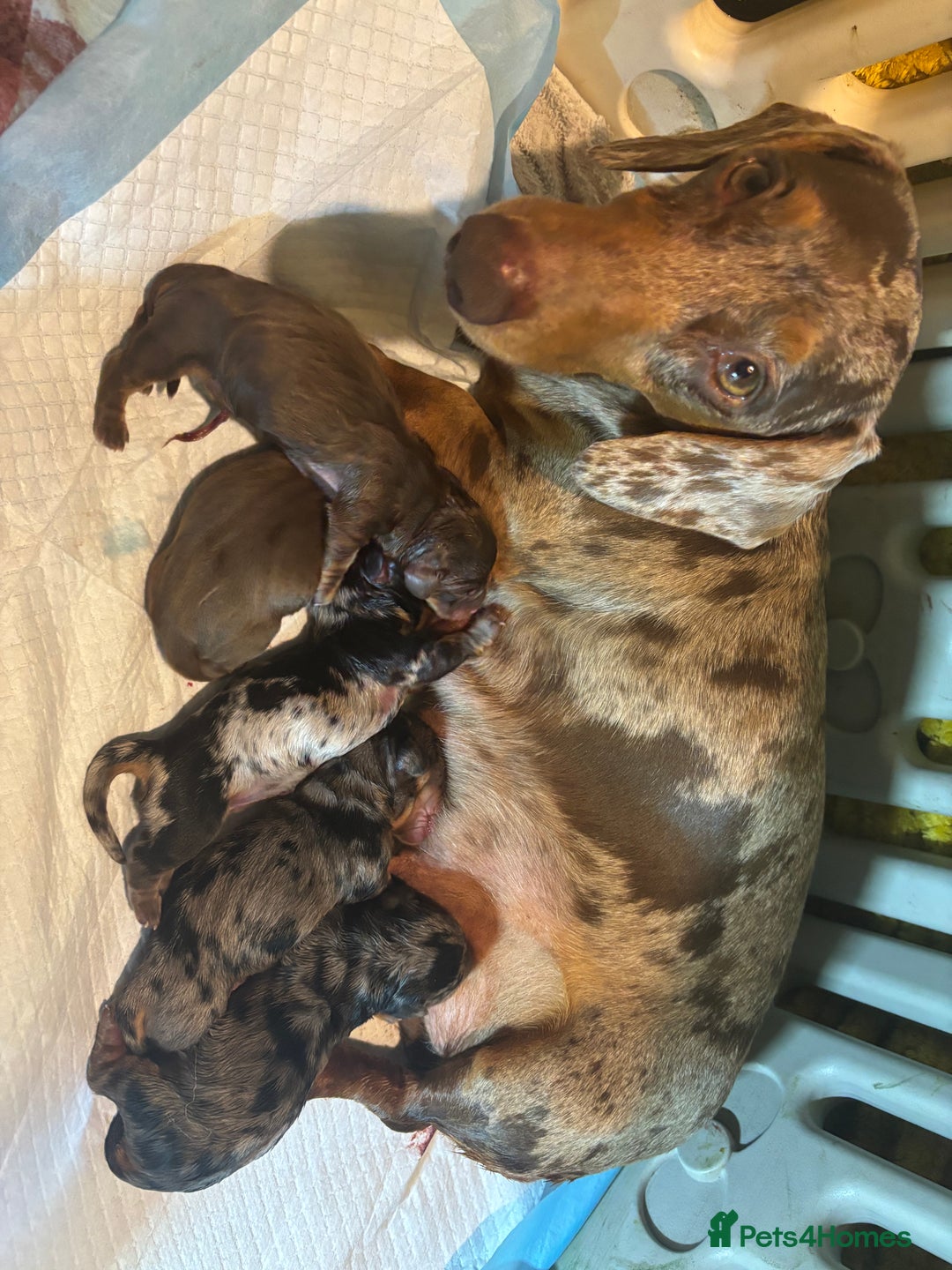 Miniature Dachshund dogs for sale: Stunning litter of miniature dachshunds - Image 4