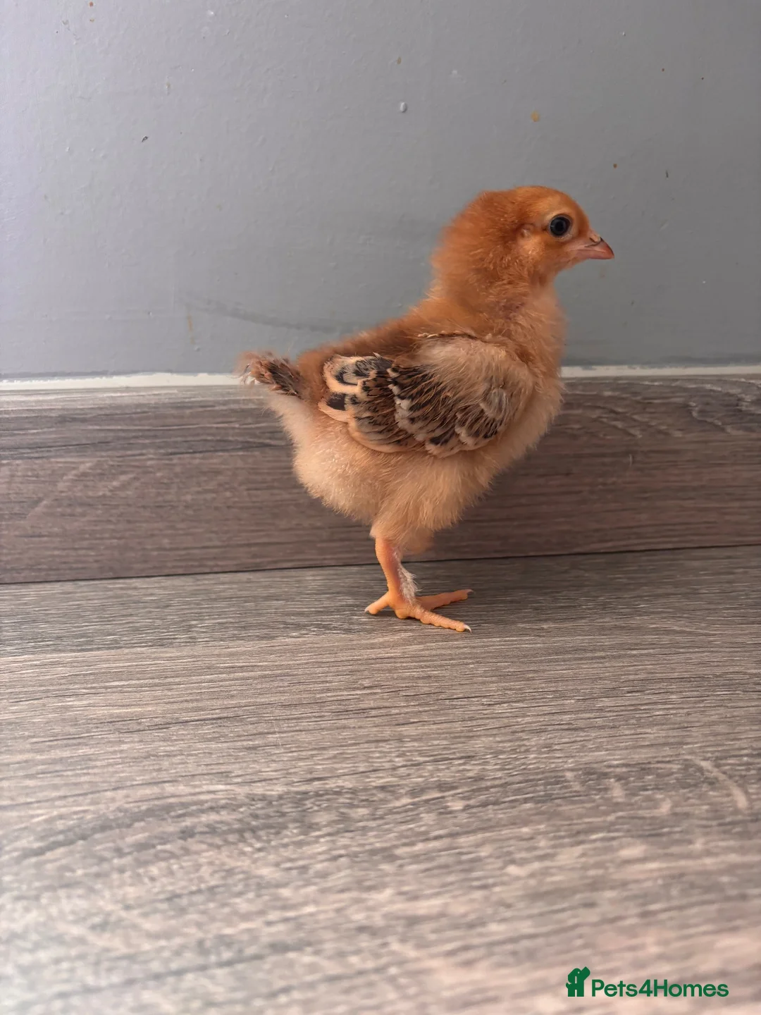 Mixed Breed poultry for sale: Chicks mixed farm breed  in Chorley - Advert 5